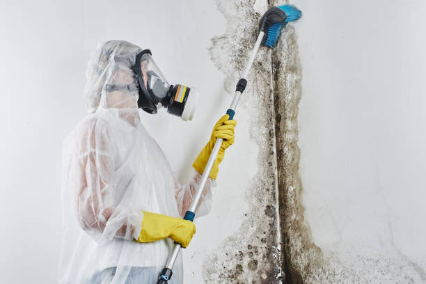 Best Crawl Space Mold Remediation in Hoxie, KS