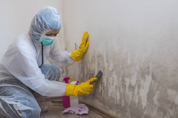 Best Health and Safety Mold Remediation in Hoxie, KS