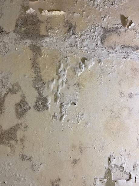 Best Kitchen Mold Remediation in Hoxie, KS